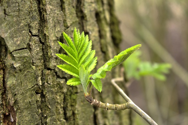 Réflexologie saisonnière : le Printemps